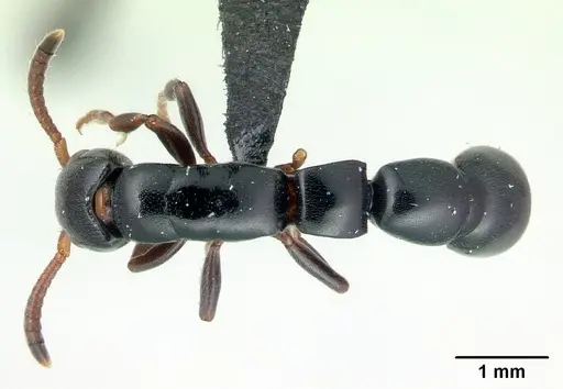 Simopone merita specimen CASENT0004543 image casent0004543_1