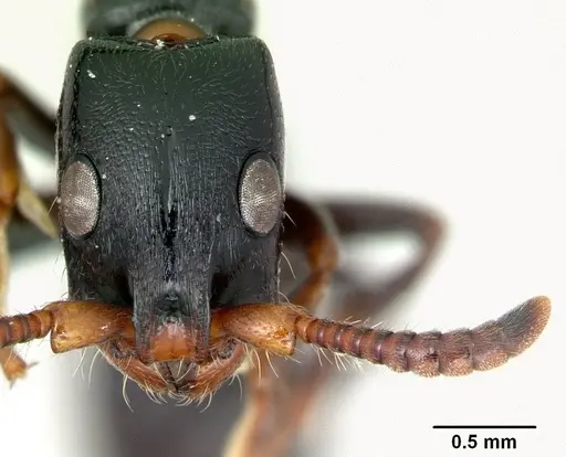Simopone merita specimen CASENT0004543 image casent0004543_2