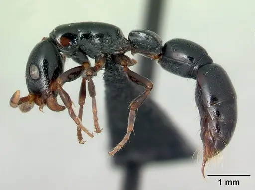 Simopone merita specimen CASENT0004543 image casent0004543_3