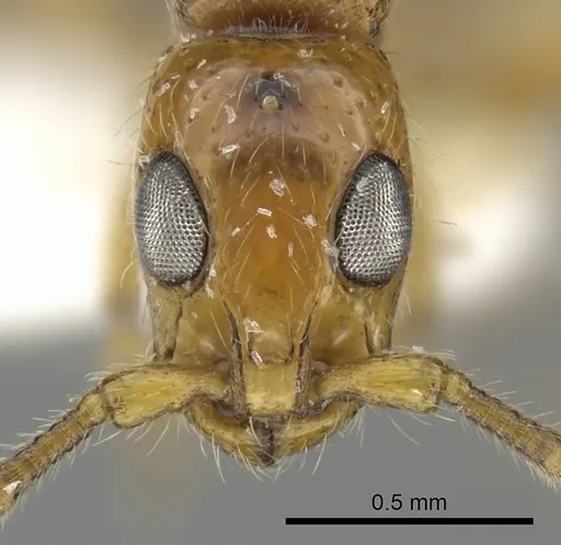 Simopone miniflava specimen CASENT0260386 image casent0260386_2
