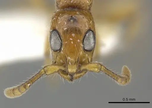 Simopone miniflava specimen CASENT0260386 image casent0260386_3