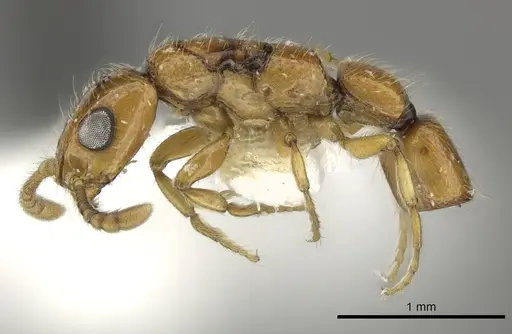 Simopone miniflava specimen CASENT0260386 image casent0260386_4