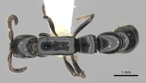 Simopone nonnihil specimen CASENT0066745 image casent0066745_1
