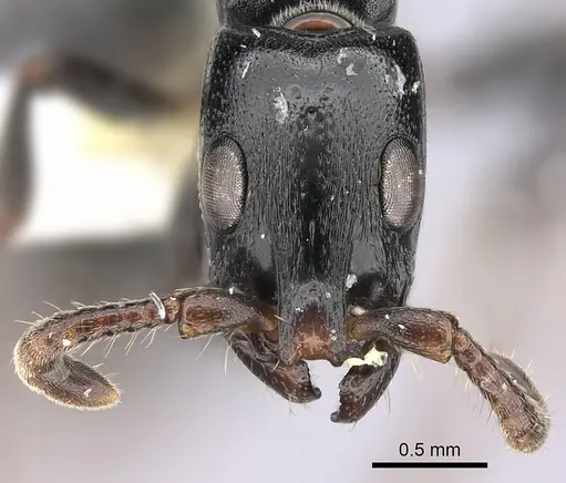 Simopone nonnihil specimen CASENT0066745 image casent0066745_2
