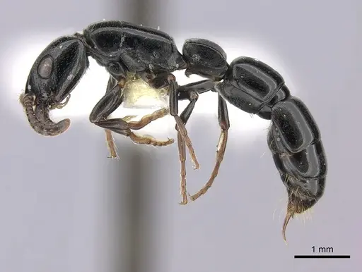 Simopone nonnihil specimen CASENT0066745 image casent0066745_3