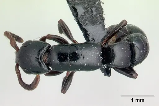 Simopone nonnihil specimen CASENT0066850 image casent0066850_1