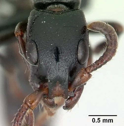 Simopone nonnihil specimen CASENT0066850 image casent0066850_2