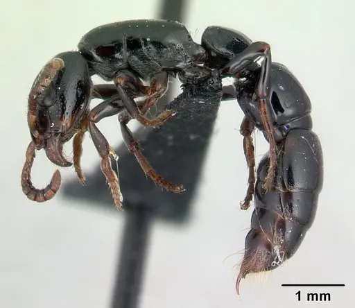 Simopone nonnihil specimen CASENT0066850 image casent0066850_3