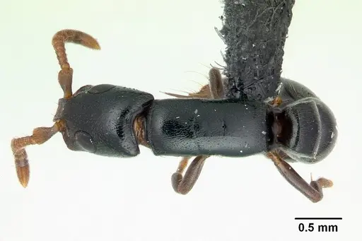 Simopone nonnihil specimen CASENT0488927 image casent0488927_1