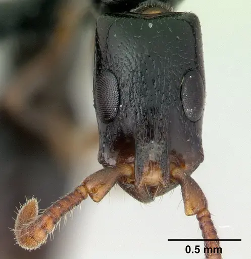 Simopone nonnihil specimen CASENT0488927 image casent0488927_2