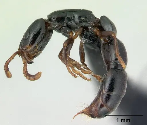 Simopone nonnihil specimen CASENT0488927 image casent0488927_3