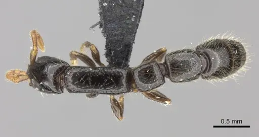 Simopone oculata specimen CASENT0004519 image casent0004519_1