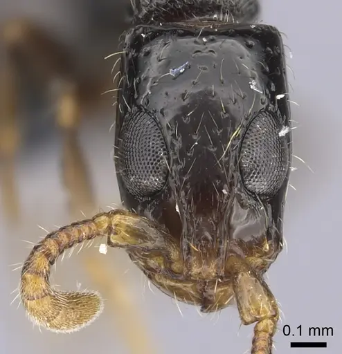 Simopone oculata specimen CASENT0004519 image casent0004519_2