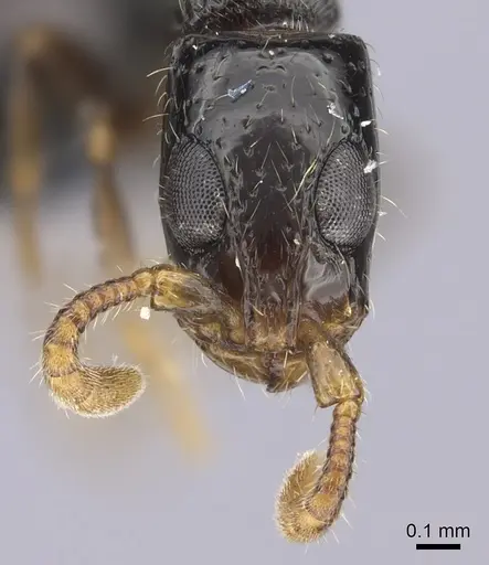 Simopone oculata specimen CASENT0004519 image casent0004519_3