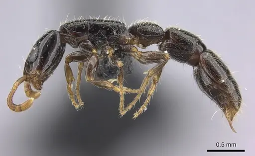 Simopone oculata specimen CASENT0004519 image casent0004519_4