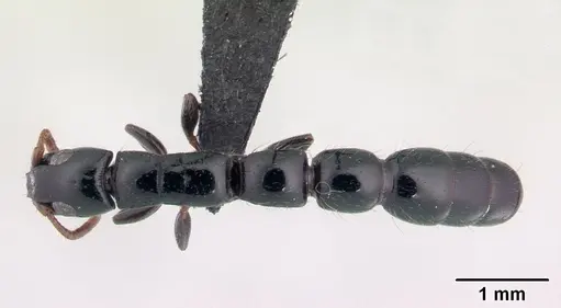 Simopone oculata specimen CASENT0139634 image casent0139634_1