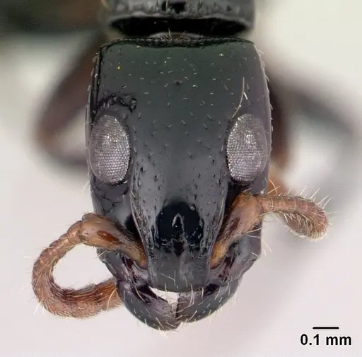 Simopone oculata specimen CASENT0139634 image casent0139634_2