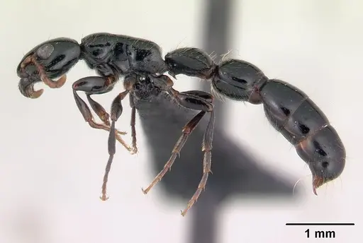 Simopone oculata specimen CASENT0139634 image casent0139634_3