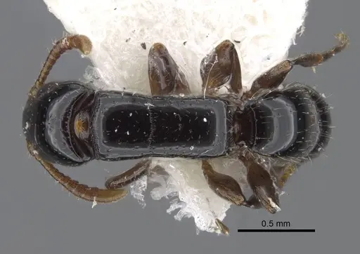 Simopone oculata specimen CASENT0917355 image casent0917355_1