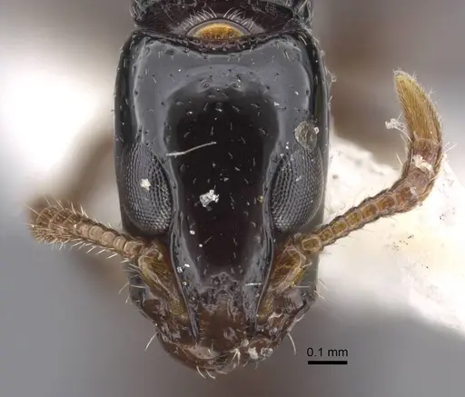Simopone oculata specimen CASENT0917355 image casent0917355_2