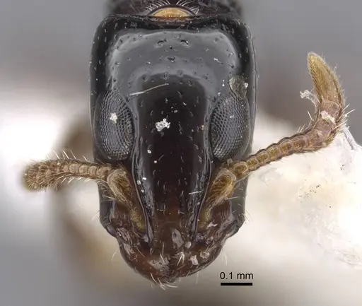 Simopone oculata specimen CASENT0917355 image casent0917355_3