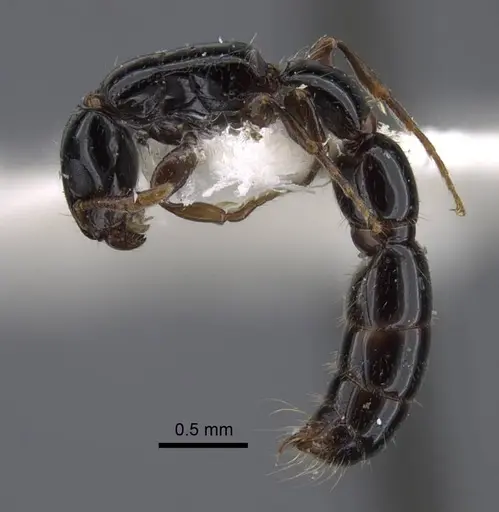 Simopone oculata specimen CASENT0917355 image casent0917355_4