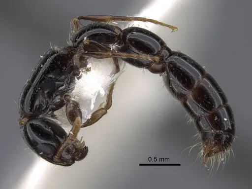 Simopone oculata specimen CASENT0917355 image casent0917355_5