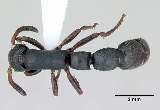 Simopone persculpta specimen CASENT0173049 image casent0173049_1