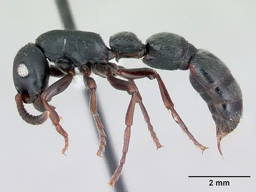 Simopone persculpta specimen CASENT0173049 image casent0173049_3