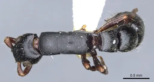 Simopone persculpta specimen CASENT0902702 image casent0902702_1