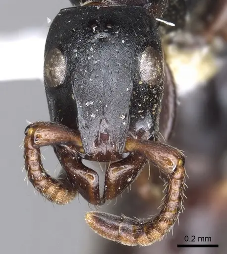 Simopone persculpta specimen CASENT0902702 image casent0902702_2