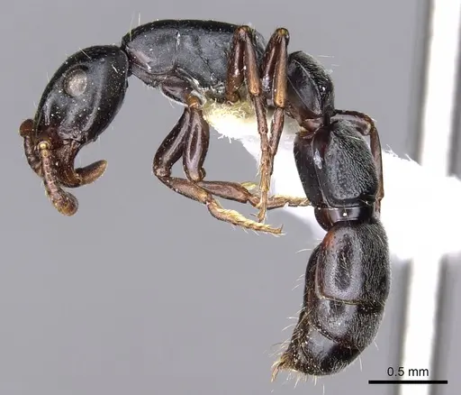 Simopone persculpta specimen CASENT0902702 image casent0902702_3