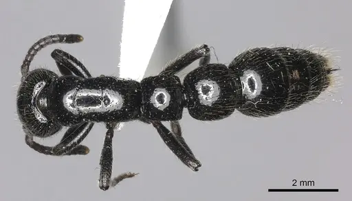 Simopone rex specimen CASENT0410462 image casent0410462_1