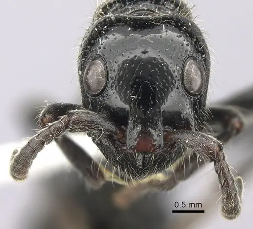 Simopone rex specimen CASENT0410462 image casent0410462_2
