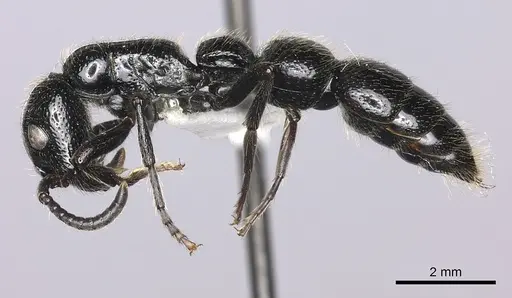 Simopone rex specimen CASENT0410462 image casent0410462_3