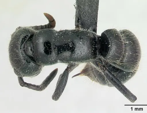 Simopone rex specimen CASENT0410467 image casent0410467_1