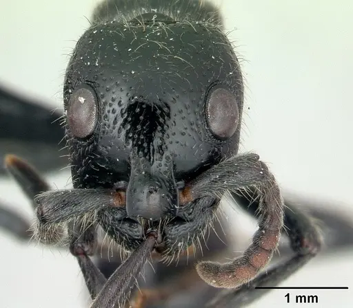 Simopone rex specimen CASENT0410467 image casent0410467_2