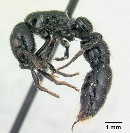 Simopone rex specimen CASENT0410467 image casent0410467_3