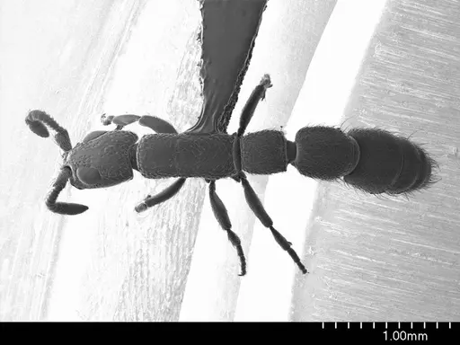 Simopone schoutedeni specimen ANTWEB1008590 image antweb1008590_1