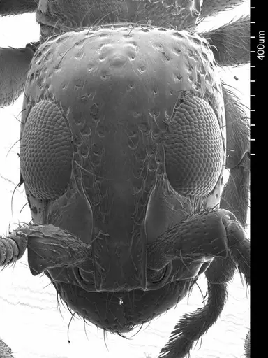 Simopone schoutedeni specimen ANTWEB1008590 image antweb1008590_2
