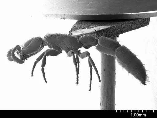 Simopone schoutedeni specimen ANTWEB1008590 image antweb1008590_3