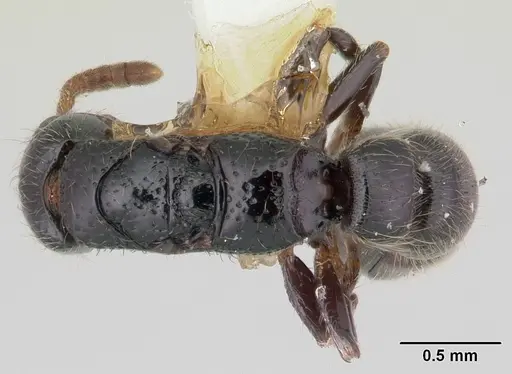 Simopone schoutedeni specimen CASENT0178215 image casent0178215_1