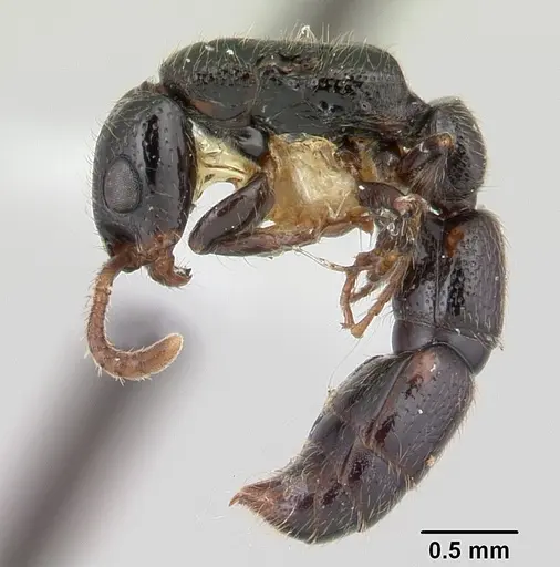 Simopone schoutedeni specimen CASENT0178215 image casent0178215_3