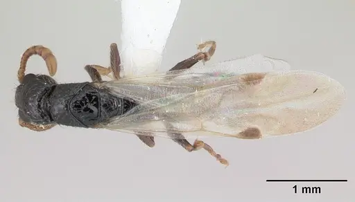 Simopone schoutedeni specimen CASENT0178217 image casent0178217_1