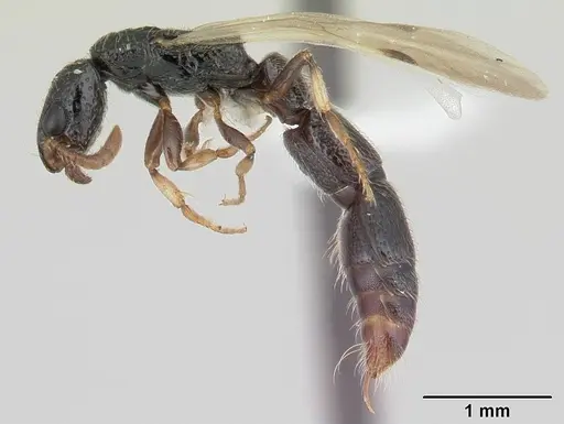 Simopone schoutedeni specimen CASENT0178217 image casent0178217_3