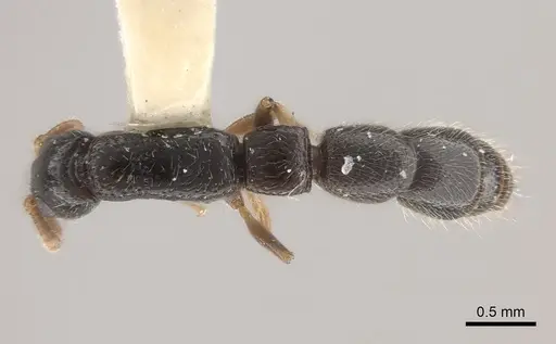 Simopone schoutedeni specimen CASENT0217389 image casent0217389_1