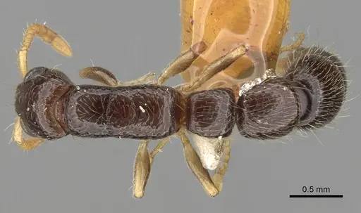 Simopone schoutedeni specimen CASENT0281972 image casent0281972_1