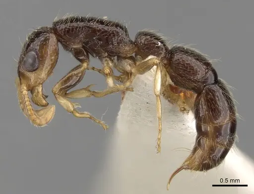 Simopone schoutedeni specimen CASENT0281972 image casent0281972_4