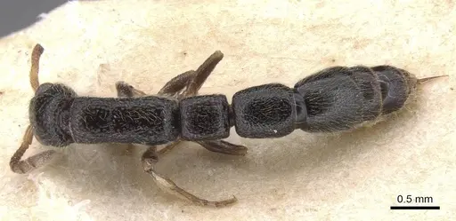 Simopone schoutedeni specimen RMCAENT000017723 image rmcaent000017723_1