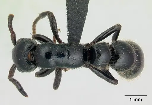 Simopone sicaria specimen CASENT0004544 image casent0004544_1